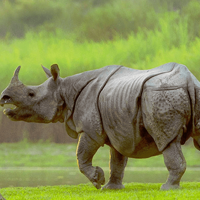 MANAS / KAZIRANGA