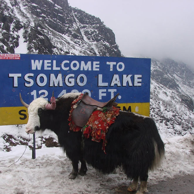 GANGTOK / DARJEELING